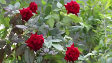 Çeşmenin arka planında açan güller.