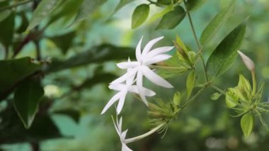 Ağaçtaki yasemin çiçeklerine yakın çekim
