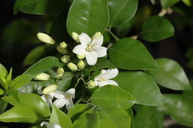 Güneşli bir yaz gününde çalılıklarda yasemin çiçekleri. Açan Güzel Beyaz Çiçeklerin Yakın Çekimi