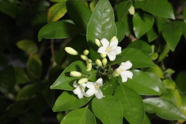 Güneşli bir yaz gününde çalılıklarda yasemin çiçekleri. Açan Güzel Beyaz Çiçeklerin Yakın Çekimi