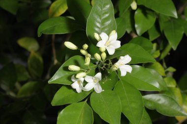 Güneşli bir yaz gününde çalılıklarda yasemin çiçekleri. Açan Güzel Beyaz Çiçeklerin Yakın Çekimi