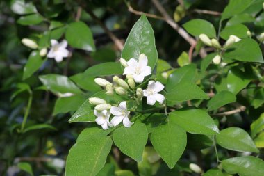 Güneşli bir yaz gününde çalılıklarda yasemin çiçekleri. Açan Güzel Beyaz Çiçeklerin Yakın Çekimi