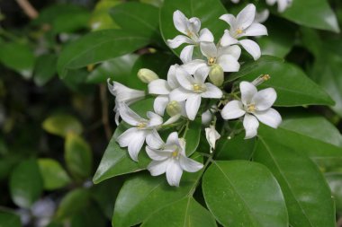 Güneşli bir yaz gününde çalılıklarda yasemin çiçekleri. Açan Güzel Beyaz Çiçeklerin Yakın Çekimi