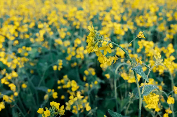 Yellow mustard plant isolated on nature background.