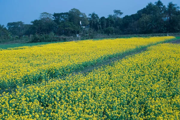 Yellow flowers of mustard field with blue sky.