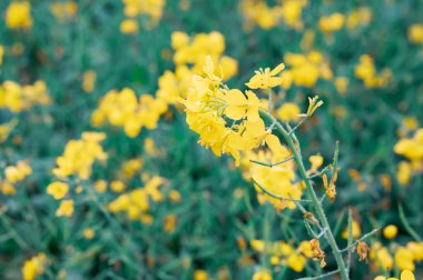 Blossomed yellow mustard flower in the agricultural field