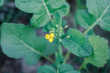 You can use this photo as your mobile wallpaper, Graphical Background, Computer Screen Wallpaper, Web design Project. This product is High resolution so can use it anywhere.Download File Included:JPEG Photo File Only