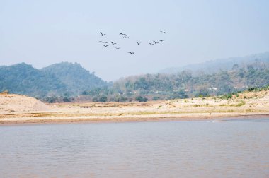 Flock of geese flying over the river in Sylhet, Bangladesh