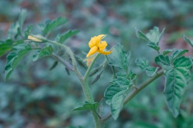Tomato plant with yellow flowers and green leaves in the garden