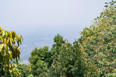 Bandarban, Bangladeş 'teki Dağ Manzarası ve Kahve Çiftliği