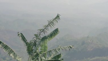 Tepedeki hafif esintide sallanan muz ağaçları. Doğa videosu