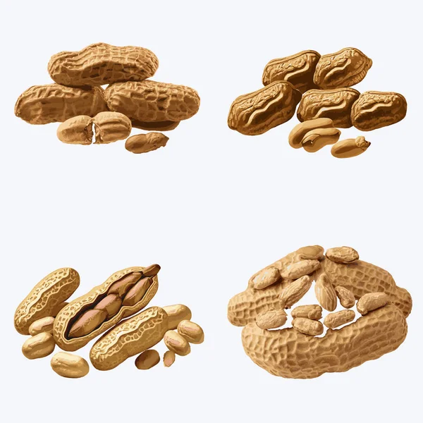 Katı Arkaplanda Güzel Peanut Vektör Illüstrasyonu — Stok Vektör