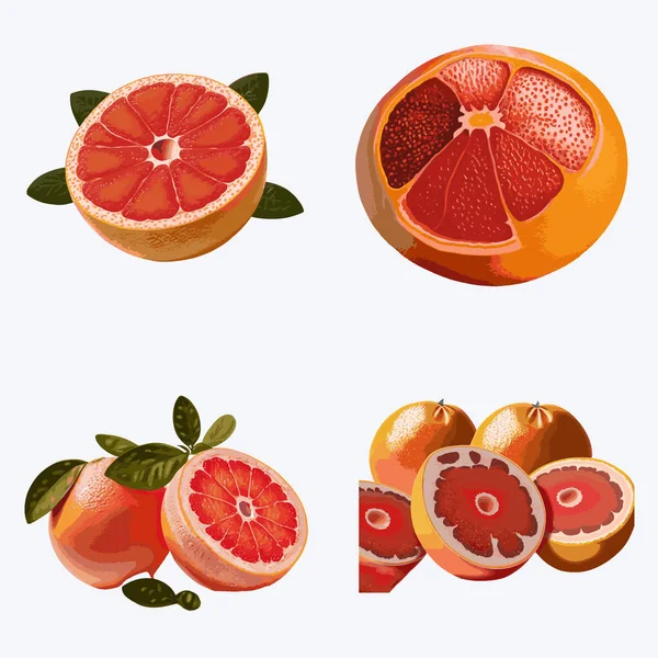 Grapefruit Set Vektorová Ilustrace Izolováno Bílém Pozadí — Stockový vektor