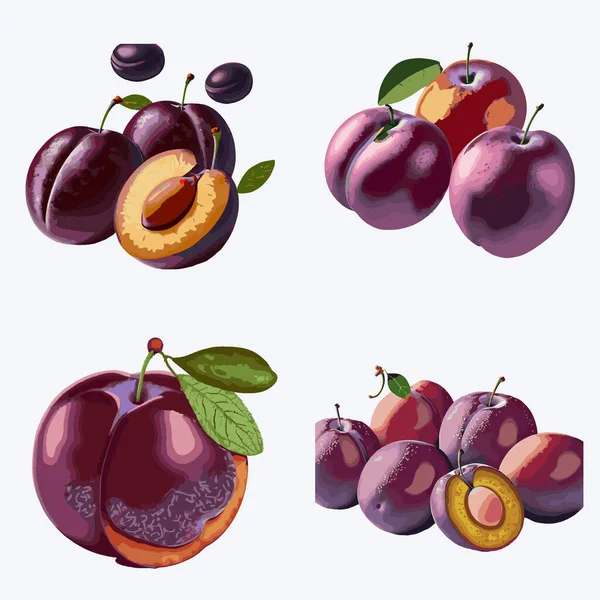 Pruimenset Vector Illustratie Van Een Vers Fruit Geïsoleerd Witte Achtergrond — Stockvector