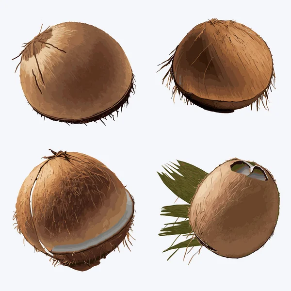 Zestaw Orzechów Kokosowych Izolowanych Białym Tle Ilustracja Wektora — Wektor stockowy