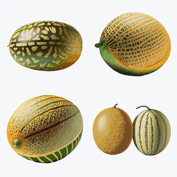 Set Von Reifen Melonen Vektor Illustration Isoliert Auf Weißem Hintergrund — Stockvektor