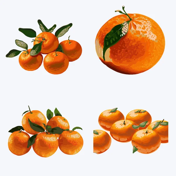 Tangerines Mandarins Isolated White Background Vector Illustration — Stock Vector