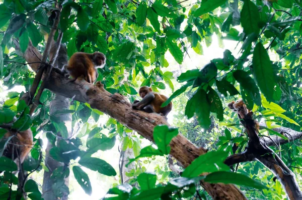 Monos Selva Sylhet Bangladesh —  Fotos de Stock