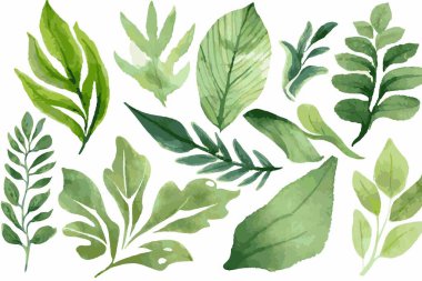 Yeşil yapraklı suluboya seti. El çizimi