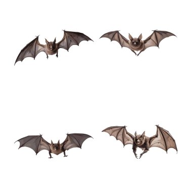 Beyaz arkaplanda izole edilmiş güzel yarasa seti