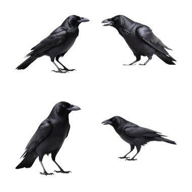 Güzel Karga kümesi beyaz arkaplanda izole