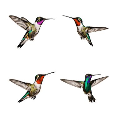 Güzel Hummingbird seti beyaz bir arkaplanda izole edilmiş.