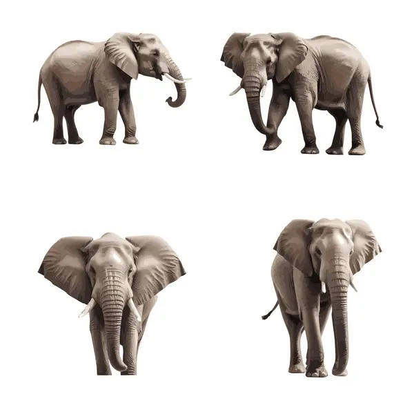 Beautiful Elephant Set Isolated White Background — Stock Vector