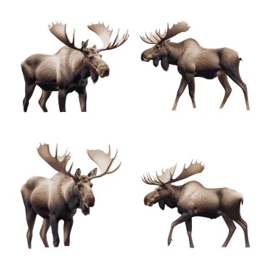 Güzel geyik seti beyaz bir arkaplanda izole edilmiş.