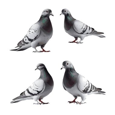 Güzel güvercin seti beyaz arka planda izole edildi