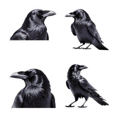 Güzel Kuzgun beyaz bir arkaplanda izole edilmiş.