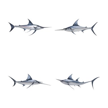 Güzel Kılıçbalığı seti beyaz bir arkaplanda izole edilmiş.