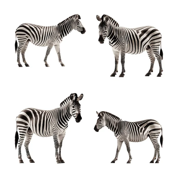 Güzel Zebra seti beyaz bir arkaplanda izole edildi