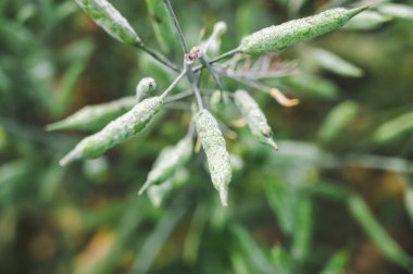 Bahçedeki yeşil zeytin yapraklarını kapat. Sığ alan derinliği