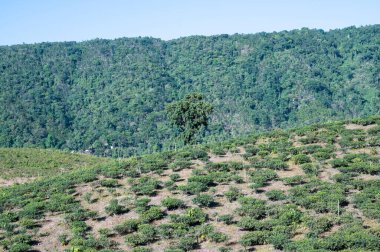 Tee Plantation on the Mountain