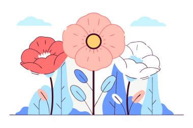 Çok yuvarlak gelincik şeklinde çiçekler, kalın bir orta halka ve basit yuvarlak taç yaprakları var.