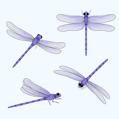 Şirin yusufçuklar. Dört farklı yerden çekilmiş mor bir böcek. Damselfly düz vektör çizimi. Bahar, yaz doğası.