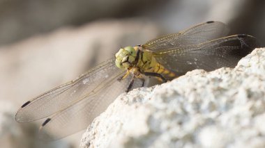 Female Black-tailed skimmer in Belgium resting on a rock clipart