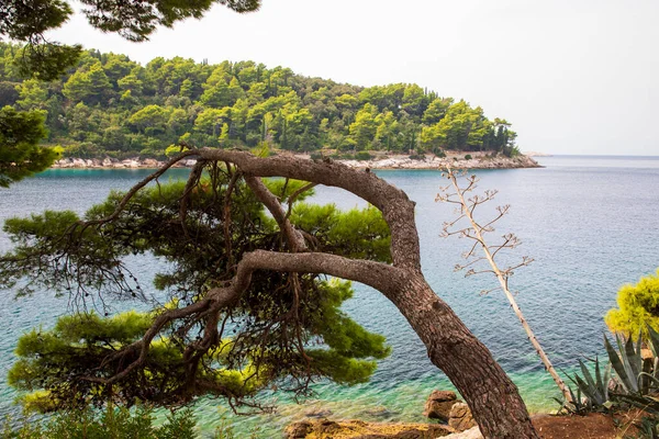 stock image Walkway along the sea near Cavtat, Croatia