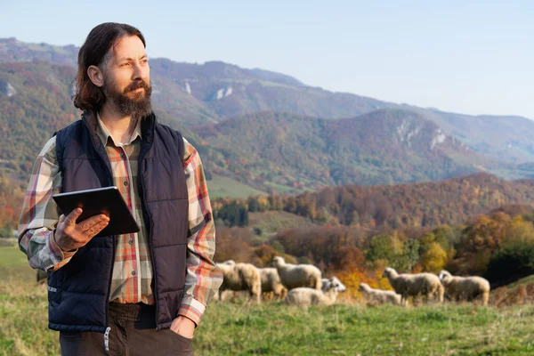 羊の群れの背景にタブレットで農家 羊の管理 — ストック写真
