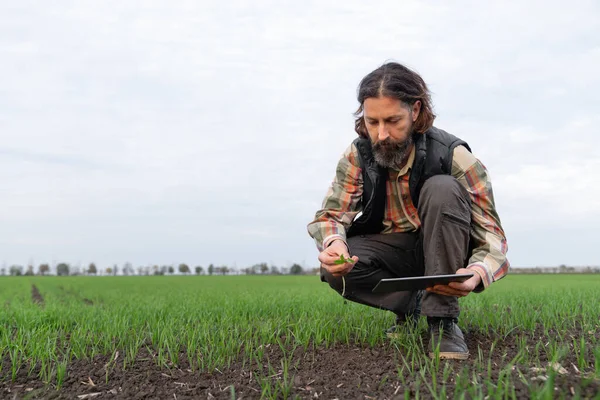 Farmer with digital tablet in young wheat field. Smart farming and digital agriculture