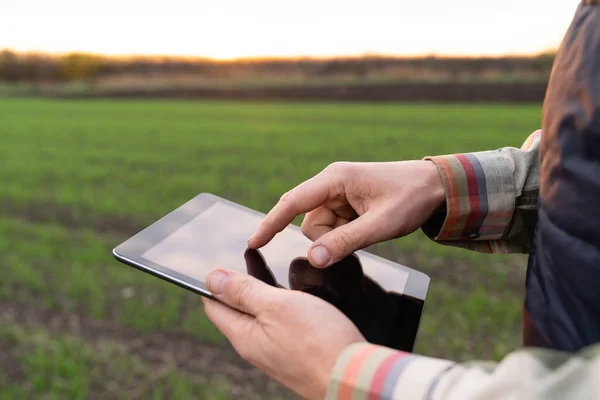 Farmer Digital Tablet Young Wheat Field Smart Farming Digital Agriculture — Stock Photo, Image