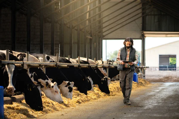 Farmer Tabletem Cyfrowym Farmie Krów Koncepcja Zarządzania Stadem — Zdjęcie stockowe