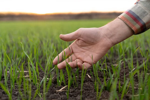 Farmer Touches Young Wheat Field His Hand Close — Stock Photo, Image