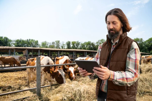 Boer Met Een Digitale Tablet Een Koeienboerderij Herd Managementconcept — Stockfoto