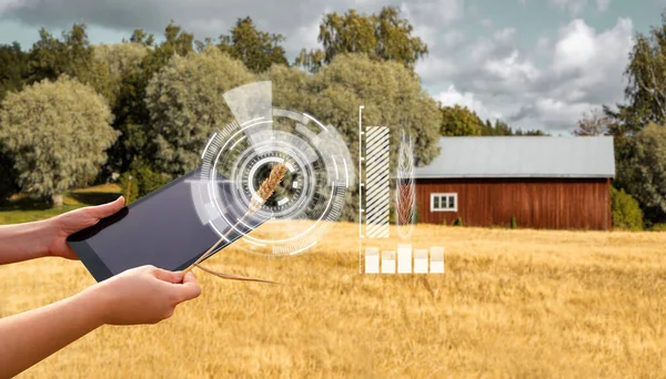 Dijital Tabletli Çiftçi Buğday Kulağı Tutuyor Tahıl Olgunluğu Analizi Bilgisi — Stok fotoğraf