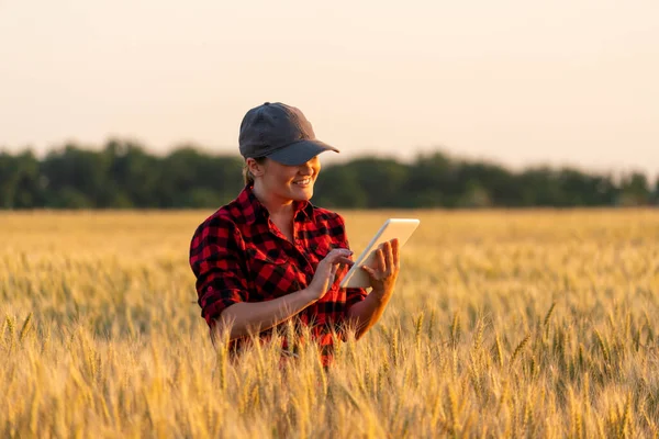 Farmer Examines Field Cereals Sends Data Cloud Tablet Smart Farming — Stock fotografie