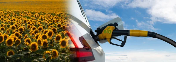 Sunflower Field Car Fueling Nozzle Concept Biofuel — Stock Photo, Image