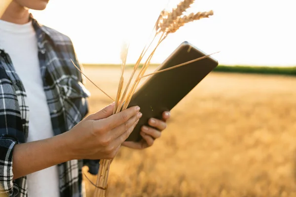 Farmer Examines Field Cereals Sends Data Cloud Tablet Smart Farming — ストック写真