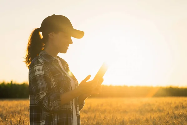 Farmer Examines Field Cereals Sends Data Cloud Tablet Smart Farming — ストック写真