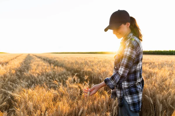 Woman Farmer Touches Ears Wheat Agricultural Field — Fotografia de Stock